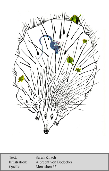 kirsch_sarah_der_igel_s2-2